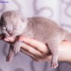 Kitten &raquo; F-Wurf &raquo; Frances