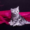 gelb_12w