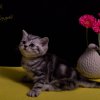 Kitten &raquo; G-Wurf &raquo; Gucci