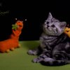 Kitten &raquo; G-Wurf &raquo; Gucci