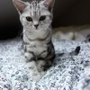 Kitten &raquo; G-Wurf &raquo; G-Wurf zuhause &raquo; Grace