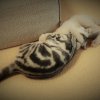 Kitten &raquo; G-Wurf &raquo; G-Wurf zuhause &raquo; Grace