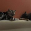 Kitten &raquo; G-Wurf &raquo; G-Wurf zuhause &raquo; Gregor