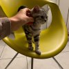 Kitten &raquo; G-Wurf &raquo; G-Wurf zuhause &raquo; Gucci