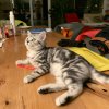 Kitten &raquo; G-Wurf &raquo; G-Wurf zuhause &raquo; Gucci