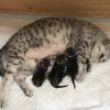 Kitten &raquo; G-Wurf