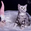 pink_15w