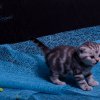 Kitten &raquo; G-Wurf &raquo; Grace