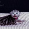 pink_8t