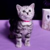 Kitten &raquo; G-Wurf &raquo; Grace
