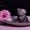Kitten &raquo; G-Wurf &raquo; Gregor