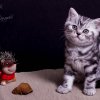 tuerkis_7w