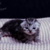 Kitten &raquo; G-Wurf &raquo; Gregor