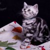 Kitten &raquo; G-Wurf &raquo; Gregor