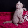 Kitten &raquo; H-Wurf &raquo; Harley