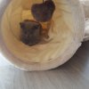 Kitten &raquo; H-Wurf &raquo; H-Wurf zuhause &raquo; Hanni