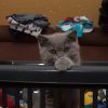Kitten &raquo; H-Wurf &raquo; H-Wurf zuhause &raquo; Hanni