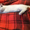 Kitten &raquo; H-Wurf &raquo; H-Wurf zuhause &raquo; Harley