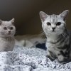Kitten &raquo; H-Wurf &raquo; H-Wurf zuhause &raquo; Harley