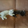Kitten &raquo; H-Wurf &raquo; H-Wurf zuhause &raquo; Hera