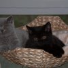 Kitten &raquo; H-Wurf &raquo; H-Wurf zuhause &raquo; Hera