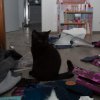Kitten &raquo; H-Wurf &raquo; H-Wurf zuhause &raquo; Hera