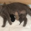 Kitten &raquo; H-Wurf
