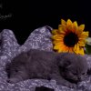 Kitten &raquo; H-Wurf &raquo; Hanni