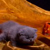 Kitten &raquo; H-Wurf &raquo; Hanni