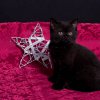 Kitten &raquo; H-Wurf &raquo; Hera