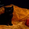 Kitten &raquo; H-Wurf &raquo; Hera