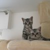 Kitten &raquo; I-Wurf &raquo; I-Wurf zuhause &raquo; Ina