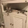 Kitten &raquo; I-Wurf &raquo; I-Wurf zuhause &raquo; Ina