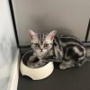 Kitten &raquo; I-Wurf &raquo; I-Wurf zuhause &raquo; Isco