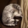 Kitten &raquo; I-Wurf &raquo; I-Wurf zuhause &raquo; Itzibitzi