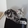 Kitten &raquo; I-Wurf &raquo; I-Wurf zuhause &raquo; Iwo