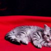 Kitten &raquo; I-Wurf &raquo; Ina