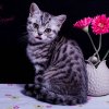 Kitten &raquo; I-Wurf &raquo; Ina