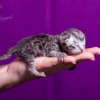 Kitten &raquo; I-Wurf &raquo; Ina