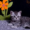 flieder_7w