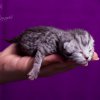 Kitten &raquo; I-Wurf &raquo; Infinity