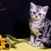 Kitten &raquo; I-Wurf &raquo; Isco