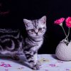 Kitten &raquo; I-Wurf &raquo; Isco