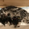 Kitten &raquo; I-Wurf
