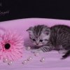 Kitten &raquo; I-Wurf &raquo; Itzibitzi
