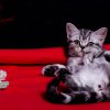 Kitten &raquo; I-Wurf &raquo; Ida