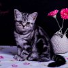 pink_12w