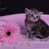 pink_4w