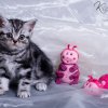 pink_8w