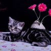 Kitten &raquo; I-Wurf &raquo; Iwo